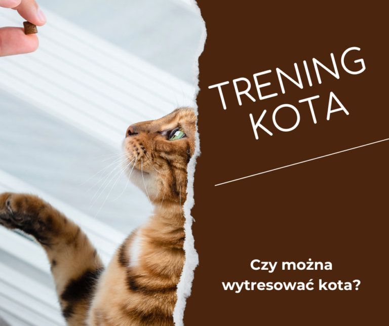 trening-kota.-Czy-mozna-wytresowac-kota