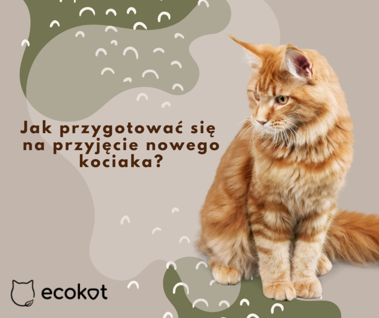 Jak przygotować się na przyjęcie nowego kociaka?