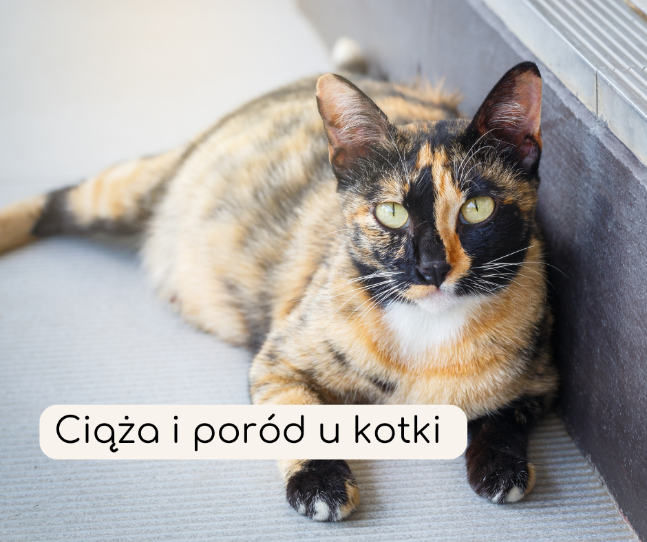 ciąża u kota i poród